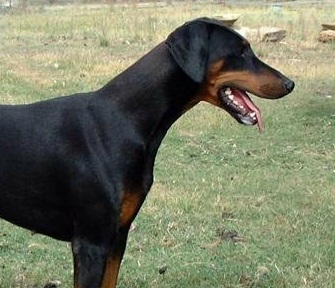 Heidi