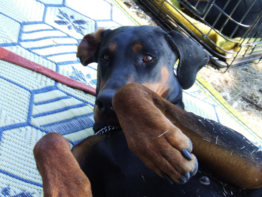 Indi bear