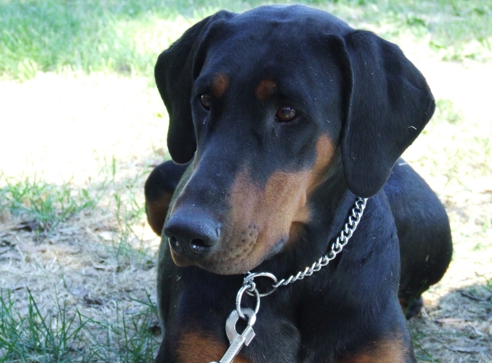Indi bear