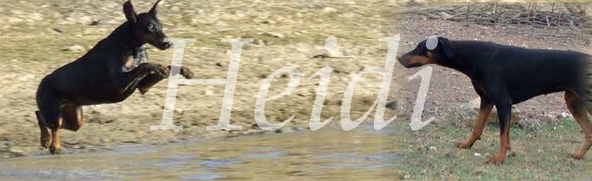 Heidi banner