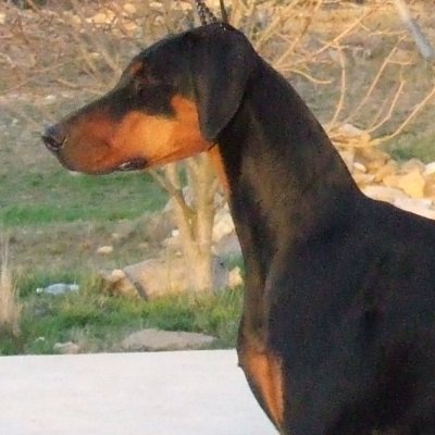Indi