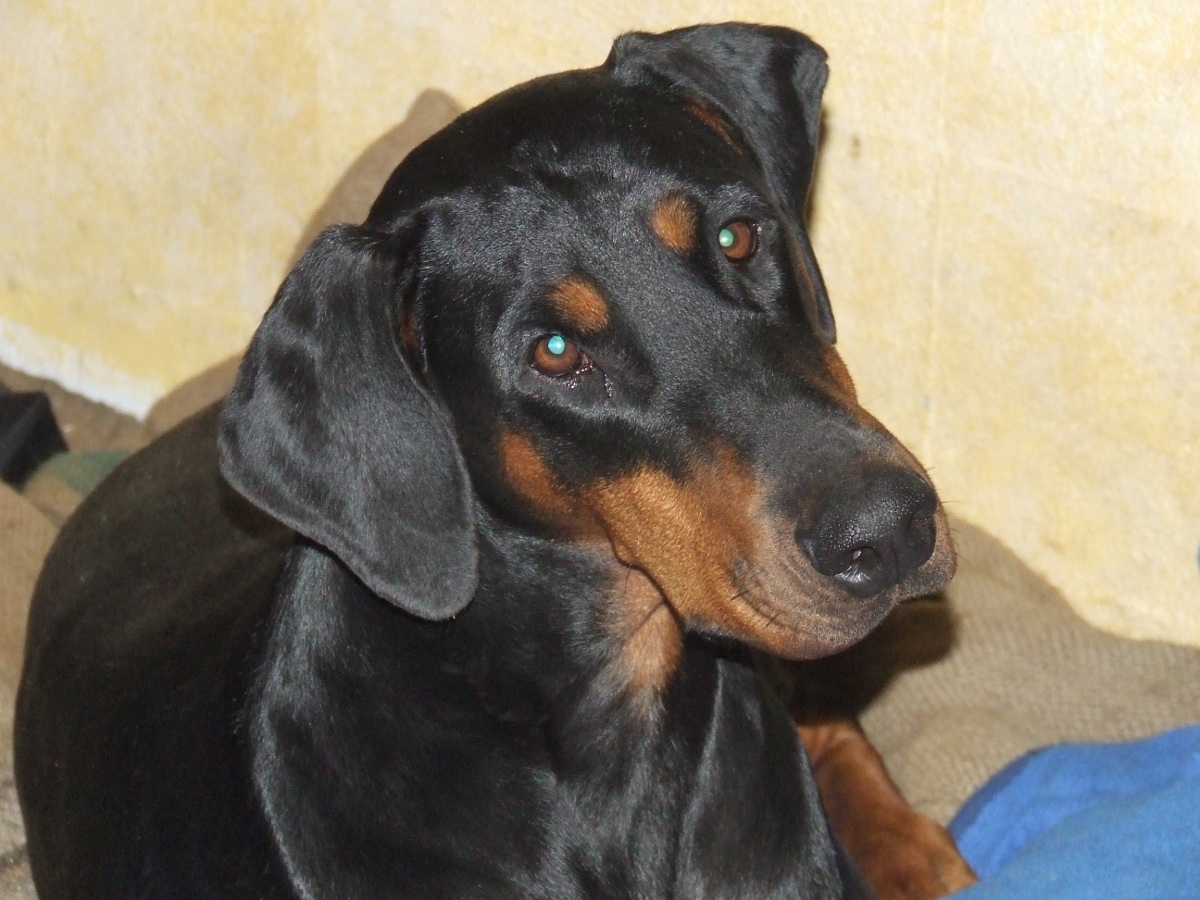 Indi bear