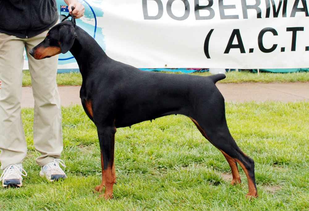 Raven 2009 ACT specialty
