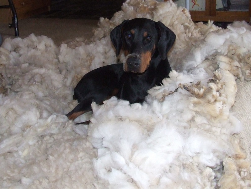 Raven snuggled up in wool