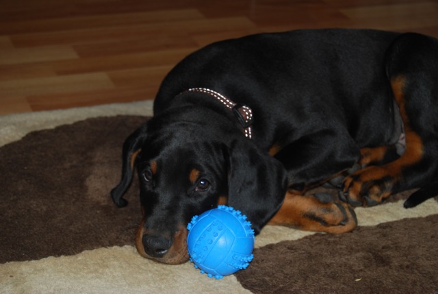 Indi bear